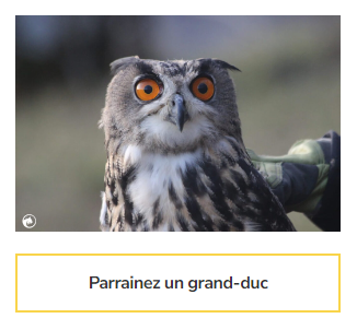 Hibou grand-duc