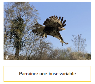 Buse variable