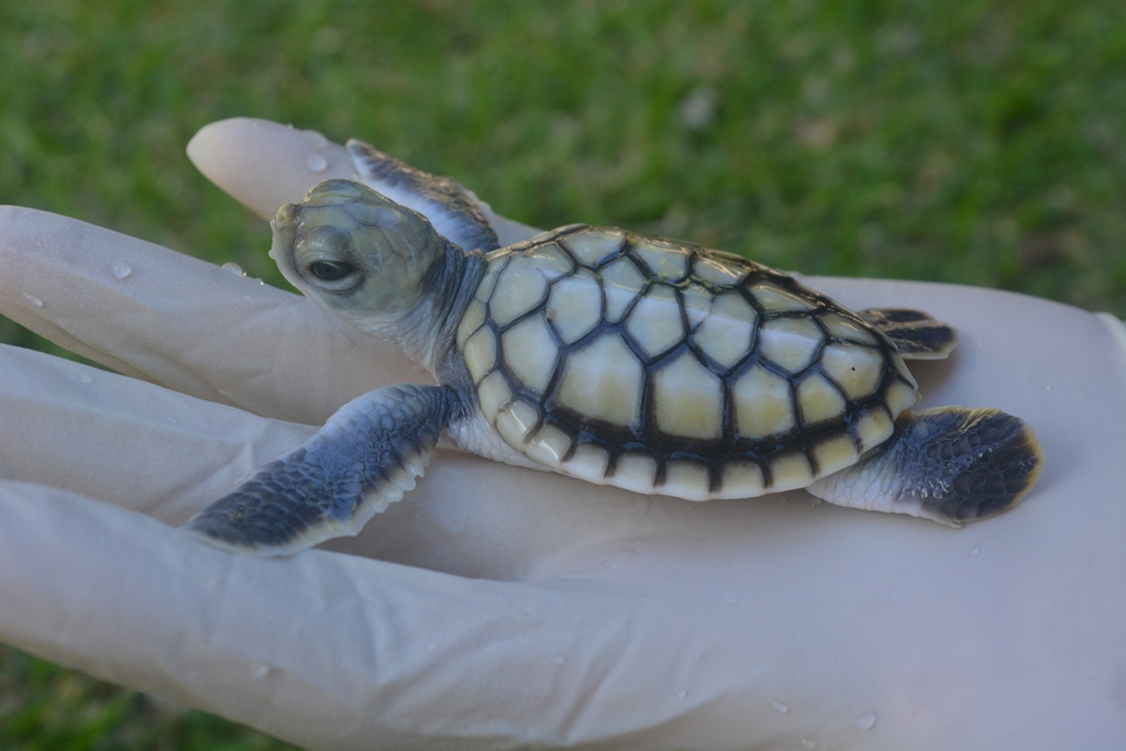 Tortue de mer