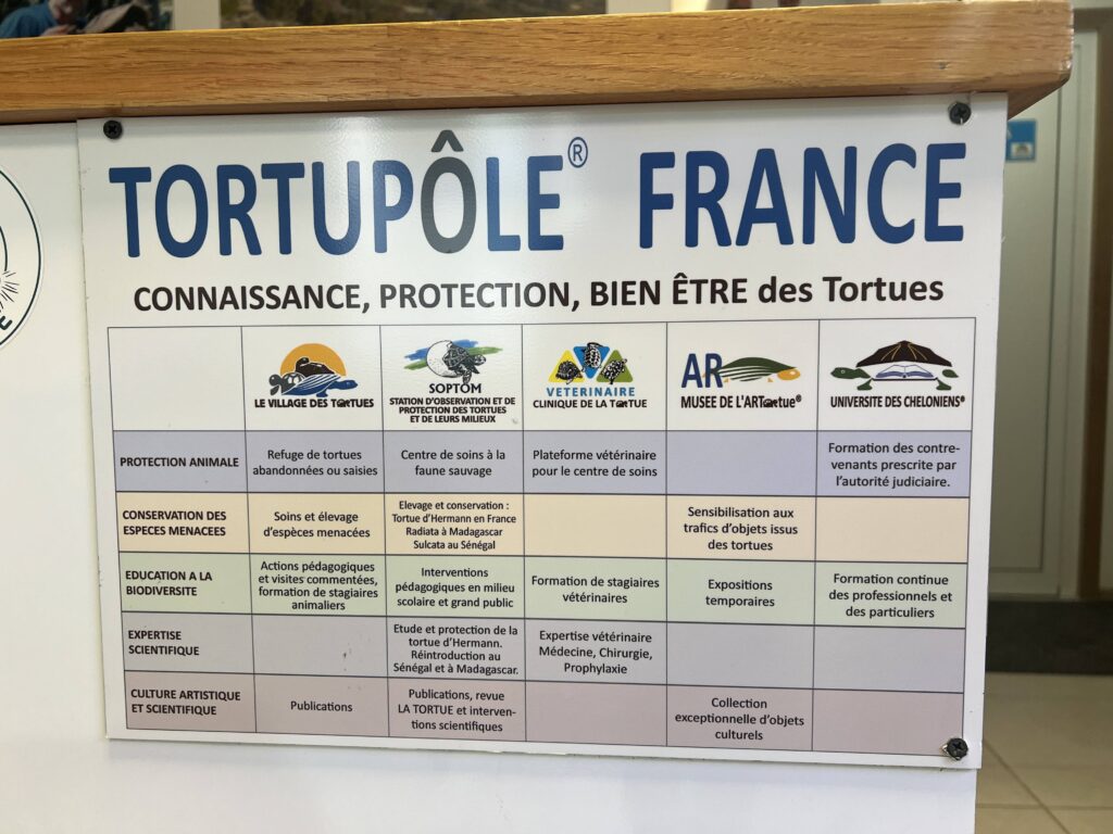 Tortupole