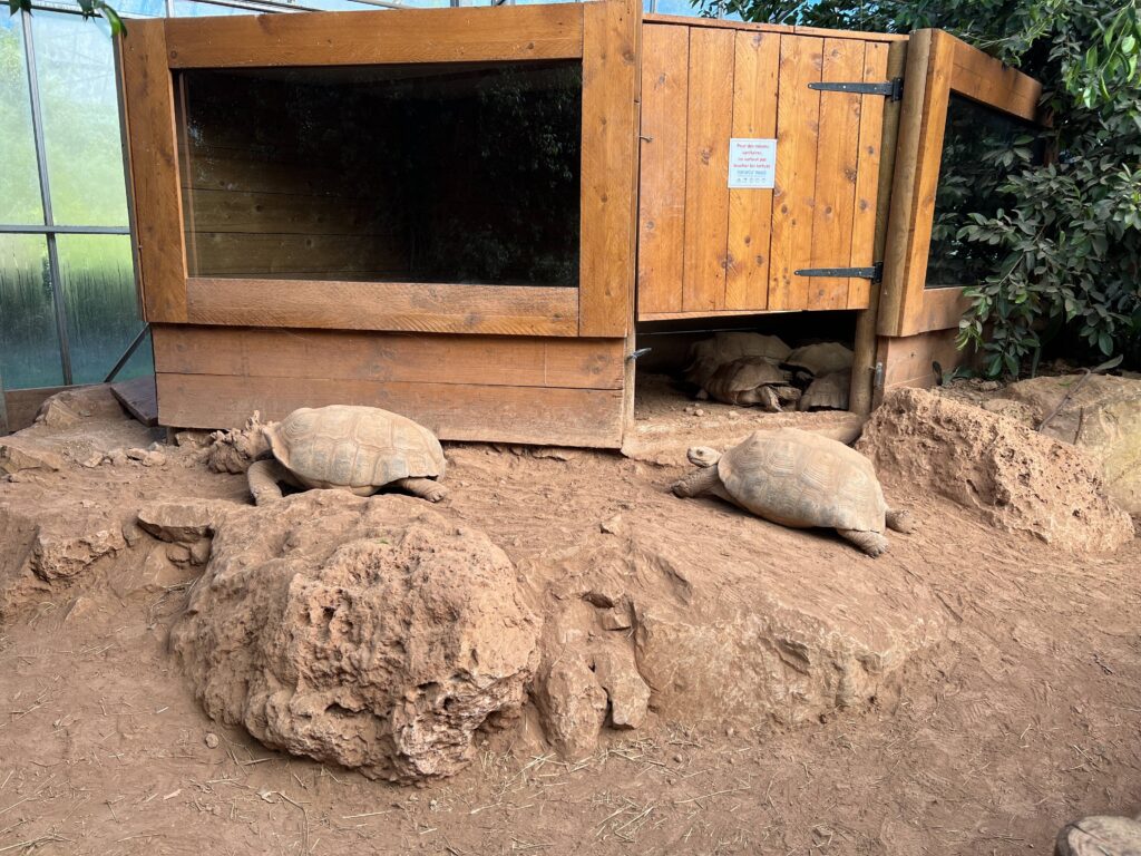 Tortue du Sénégal