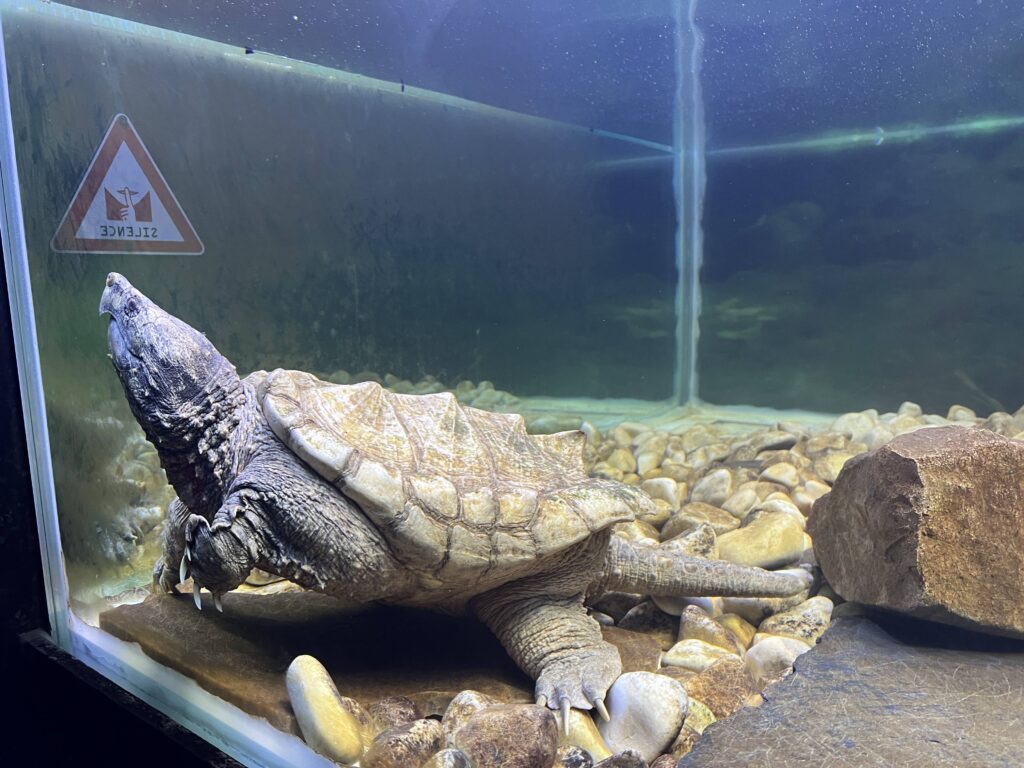 Tortue alligator